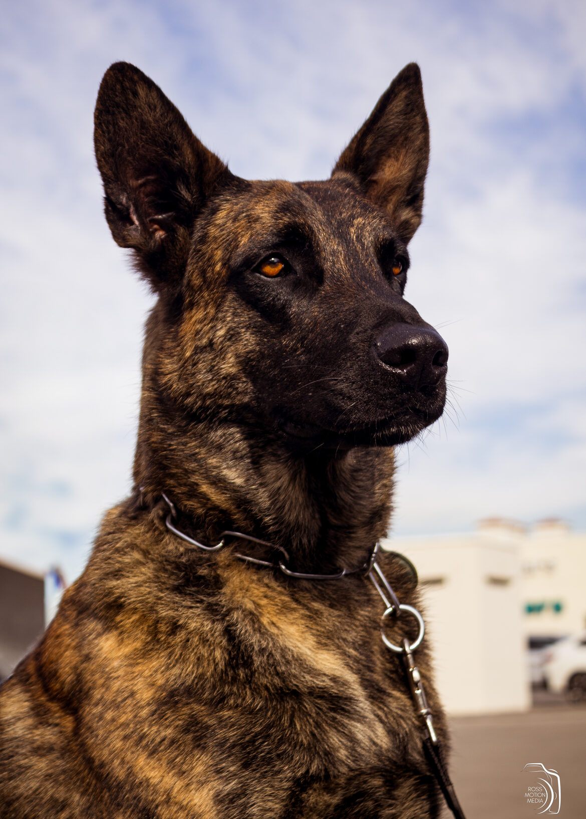 Animal portrait, Ross Motion Media